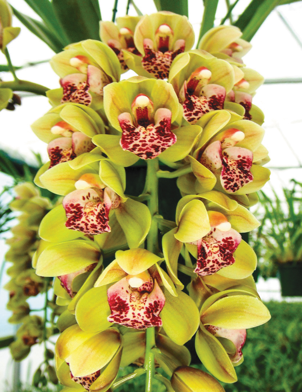 Cymbidium Orchid Mary Green Green Gables Tesselaar