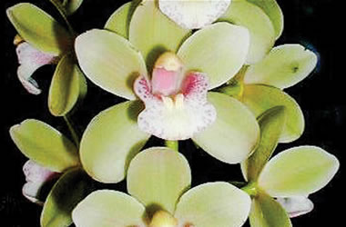 Cascading Cymbidium Orchids Sarah Jean 'Green Ice'