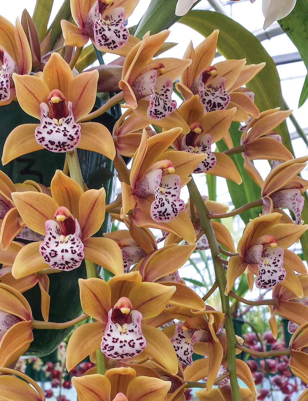 Cymbidium Orchid Paradisian Tiger 'Golden Falls'