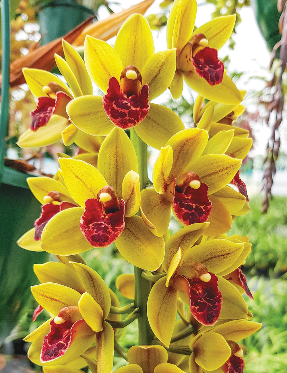 Cymbidium Orchid (Hybrid x pumilum x devonianum) 'Green Machine'