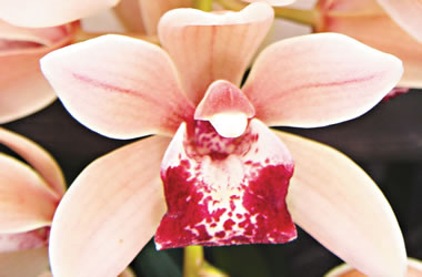Cascading Cymbidium Orchids Mary Green 'Lipstick'
