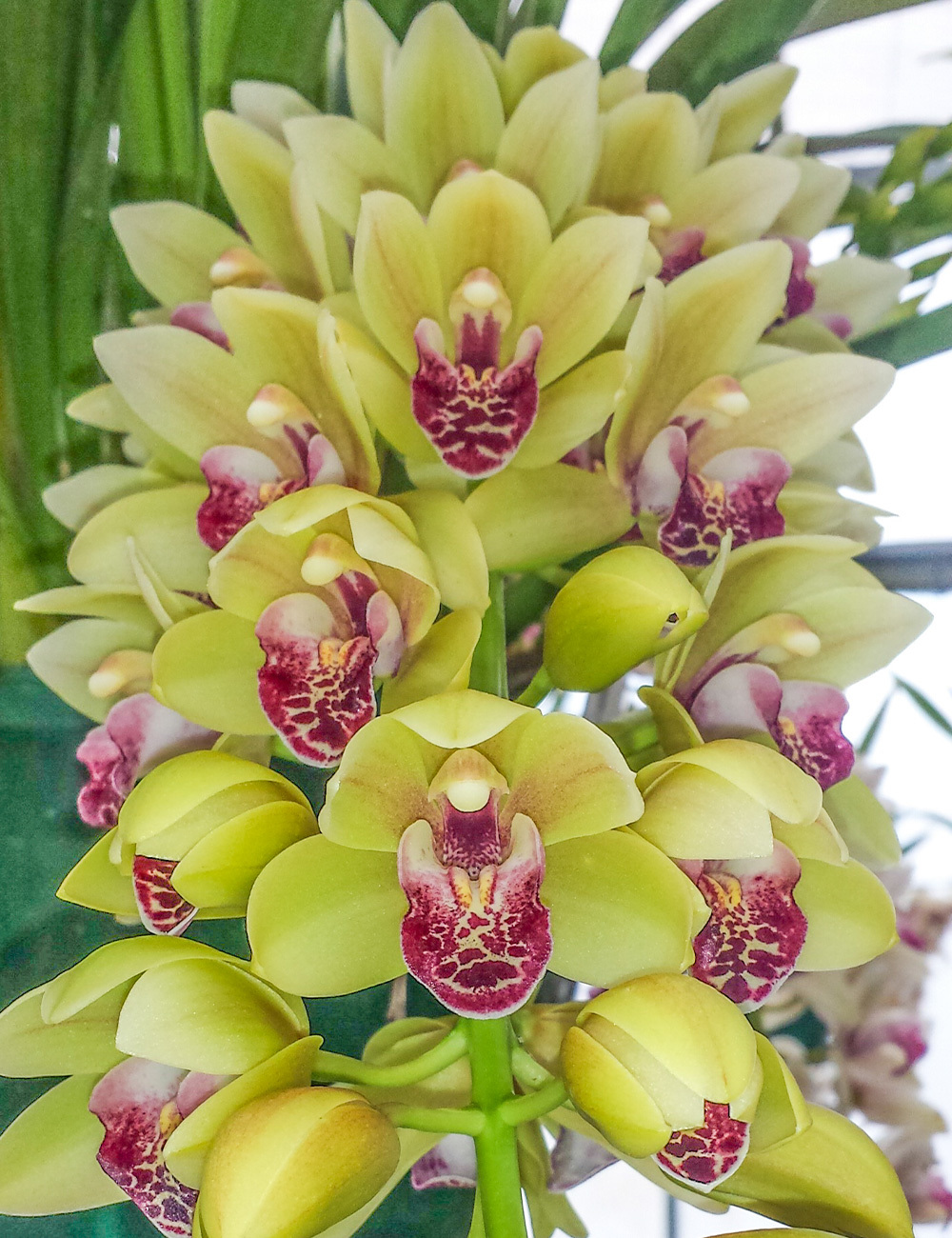 Cascading Cymbidium Orchids Mary Green 'Limelight'