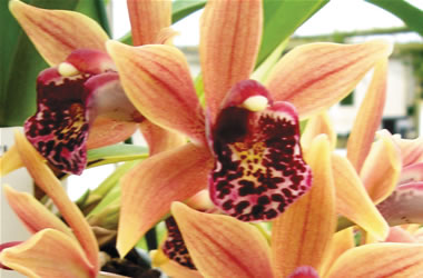 Cascading Cymbidiums Paradisian Surprise 'Lucky Lips'