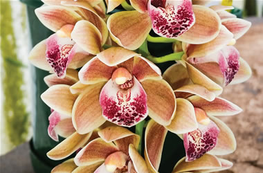 Cascading Cymbidium Orchids Mary Green 'Mochaccino'