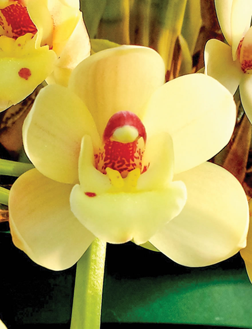 Cymbidium Orchids Love the Moon 'Milky Way'