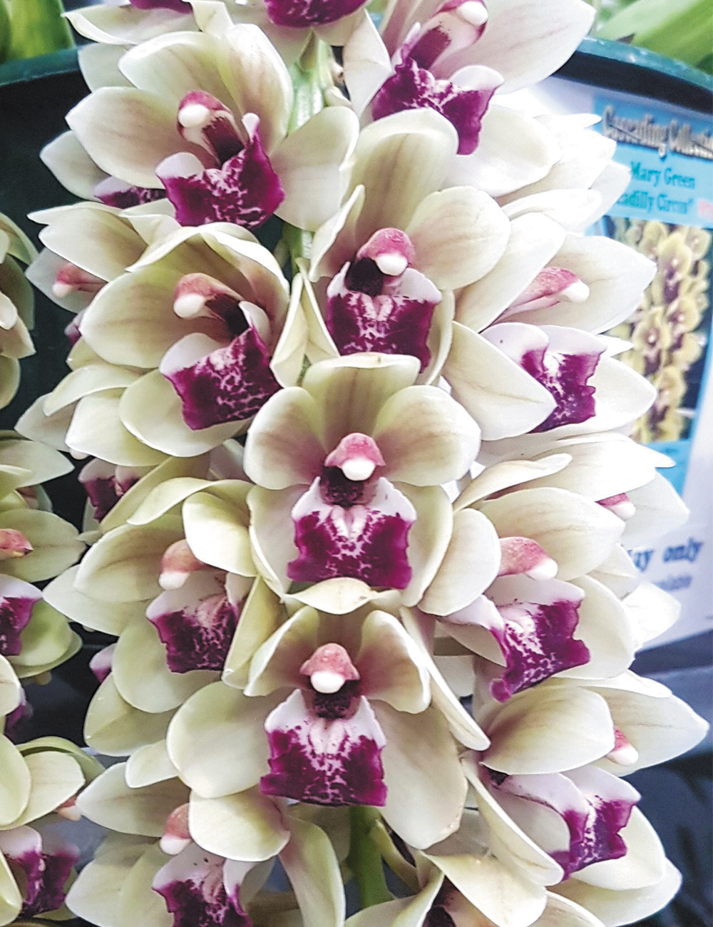 Cascading Cymbidium Orchid Mary Green 'Mayfair'