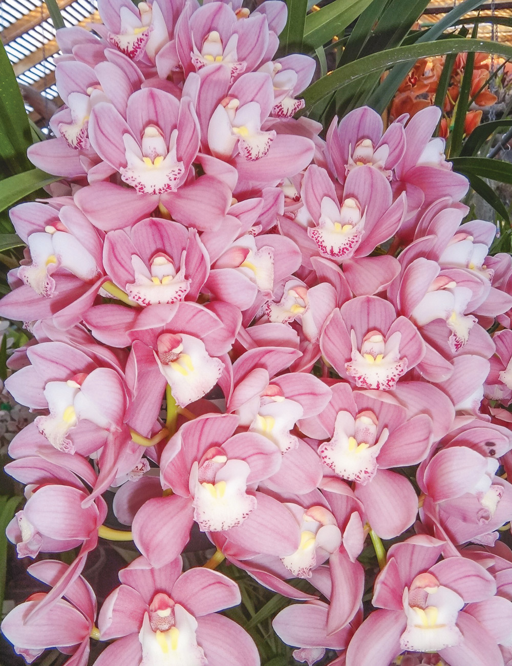 Cymbidium Orchid Maluka 'Baby Pink'