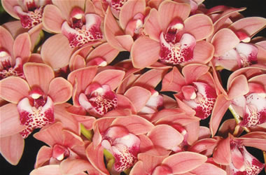 Cascading Cymbidiums Mary Green 'Peach Parfait'