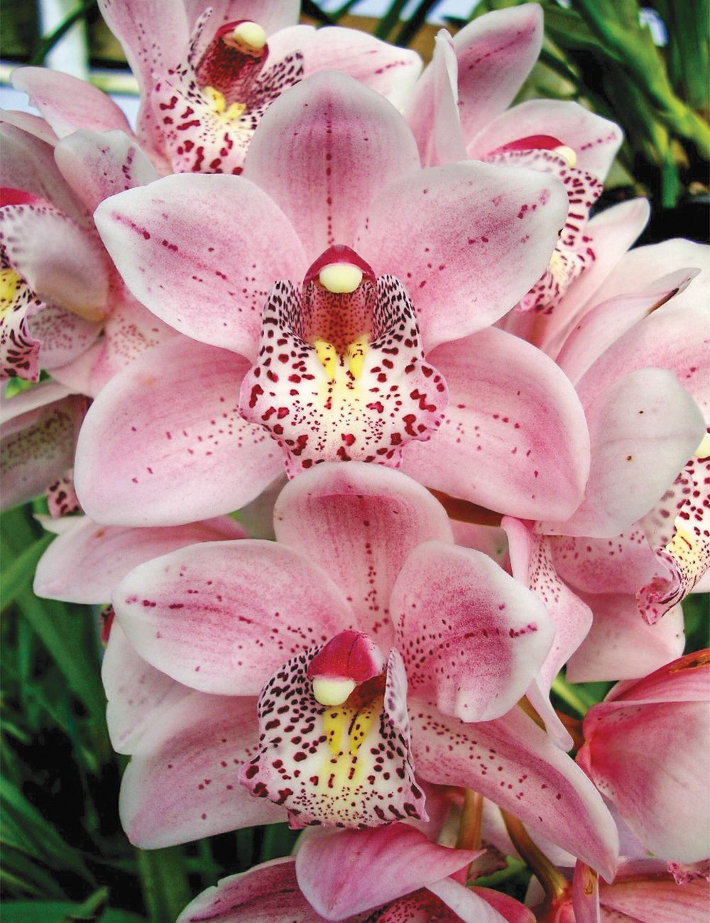 Cascading Cymbidium Orchid Paradisian Beach 'Pink Sensation'
