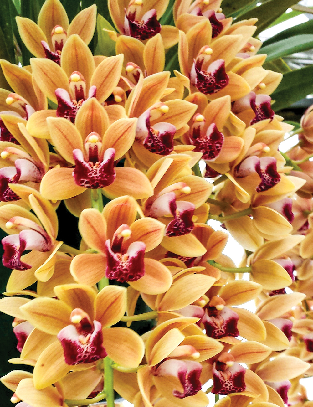 Cymbidium Orchid Mary Green 'Regency Street'