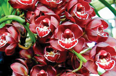 Cascading Cymbidium Orchids Ruby Eyes 'Royal Show'
