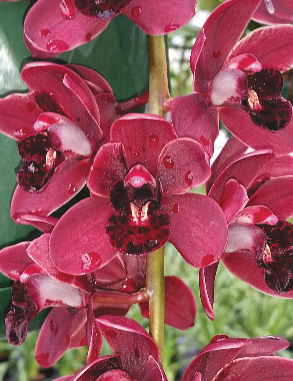 Cascading Cymbidium Orchid 'Itchycoo Park' x Ruby Eye 'Razzle Dazzle'