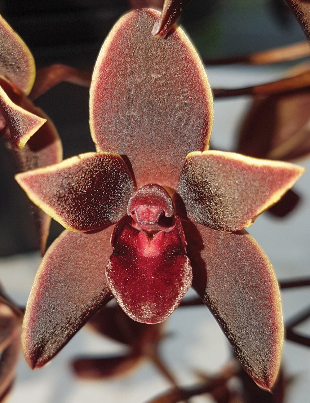 Cymbidium Orchid Black Stump 'Come in Spinner'