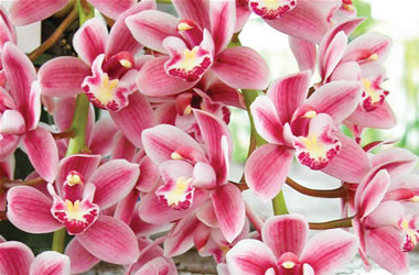 Cascading Cymbidium Orchids Little Sarah 'Sweet Song'