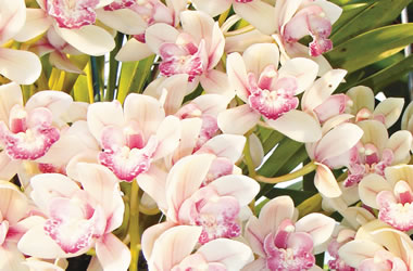 Cascading Cymbidium Orchids Paradisian Surprise 'Splash of Pink'