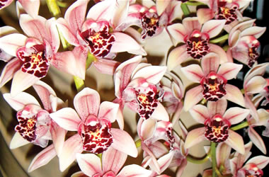 Cascading Cymbidium Orchids Paradisian Surprise 'Speckles'