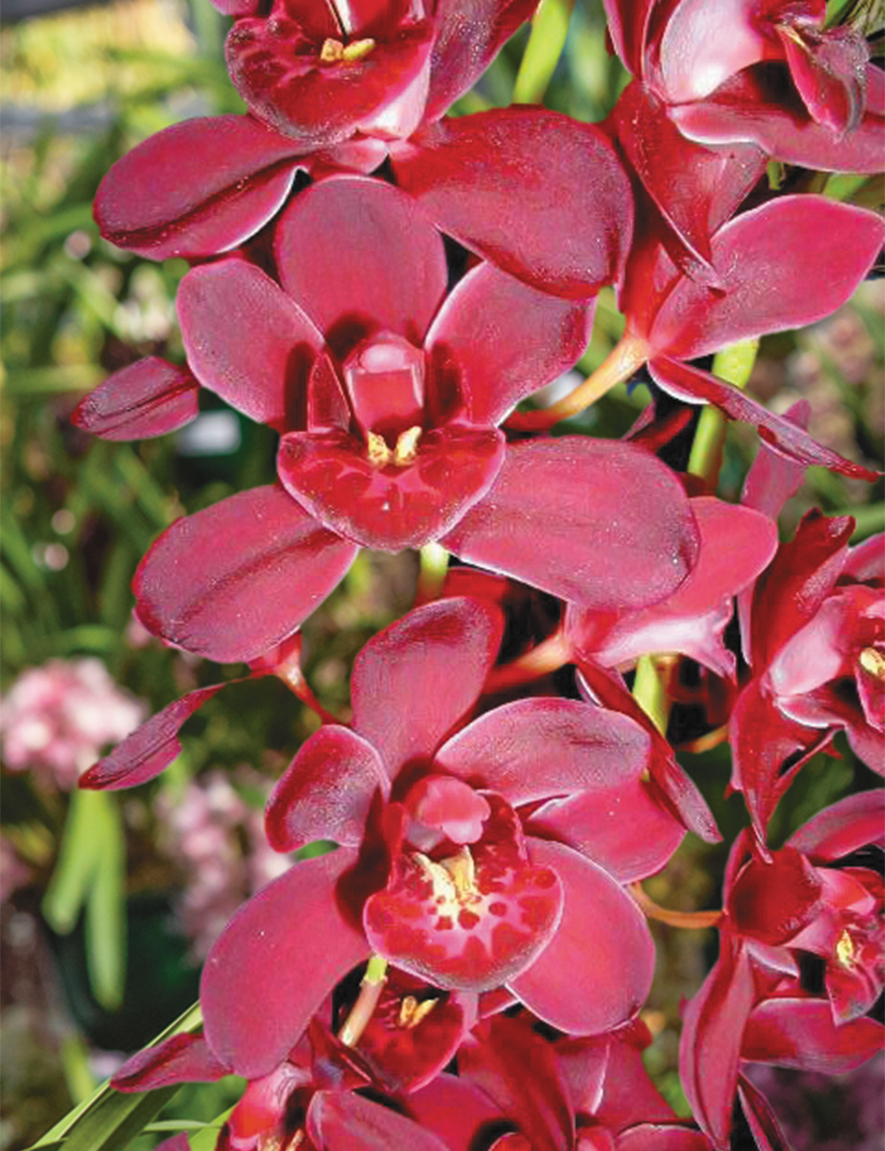 Cymbidium Orchid Ruby Eyes 'Tetra Baron'