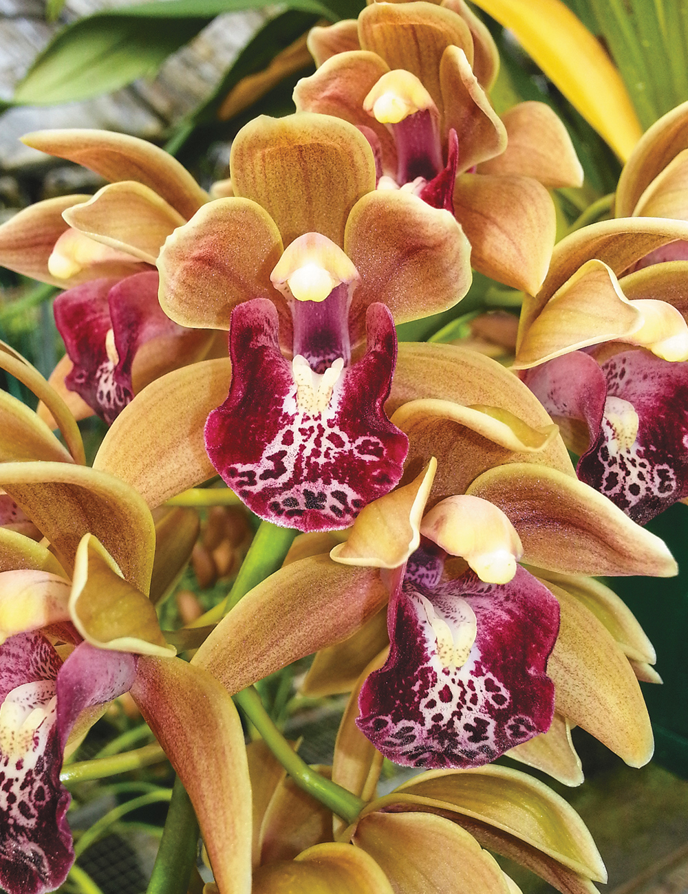 Cascading Cymbidiums Orchids Paradisia Ochre 'Tiger Falls'