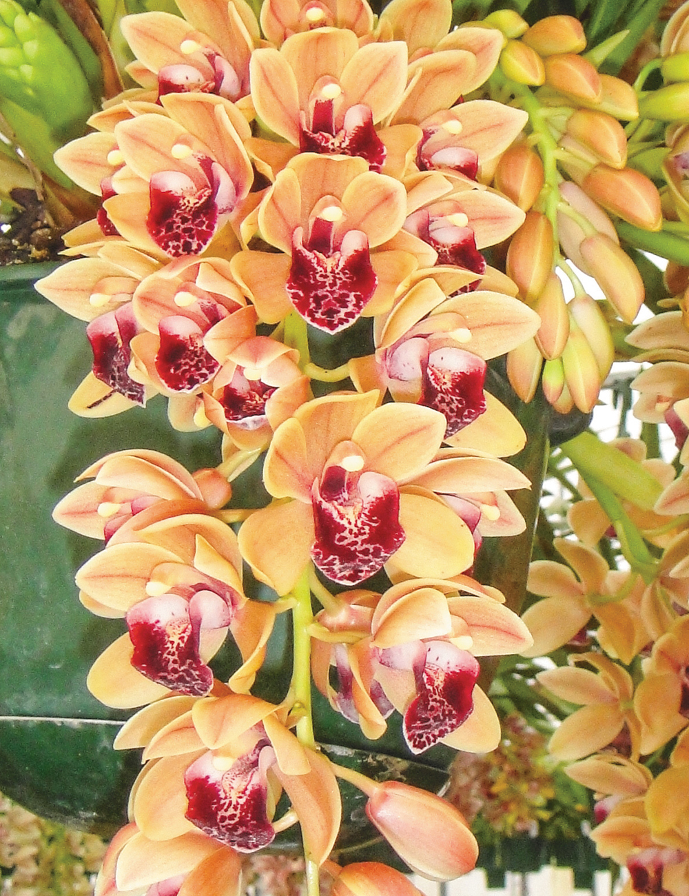 Cymbidium Orchid Mary Green 'Valencia'