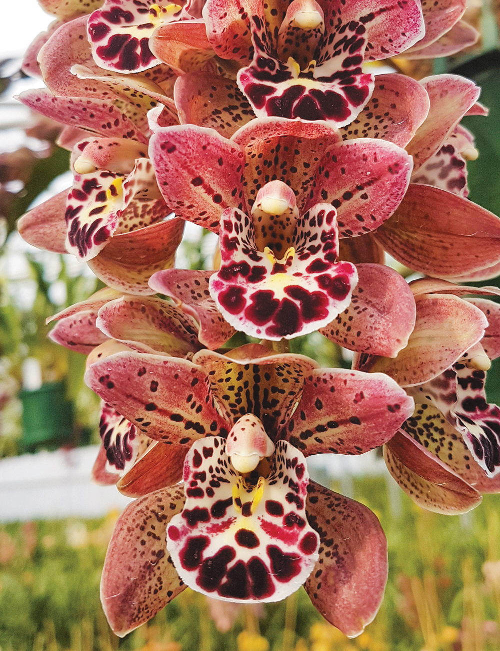 Cascading Cymbidium Orchids Vogels Magis 'Waikanae'