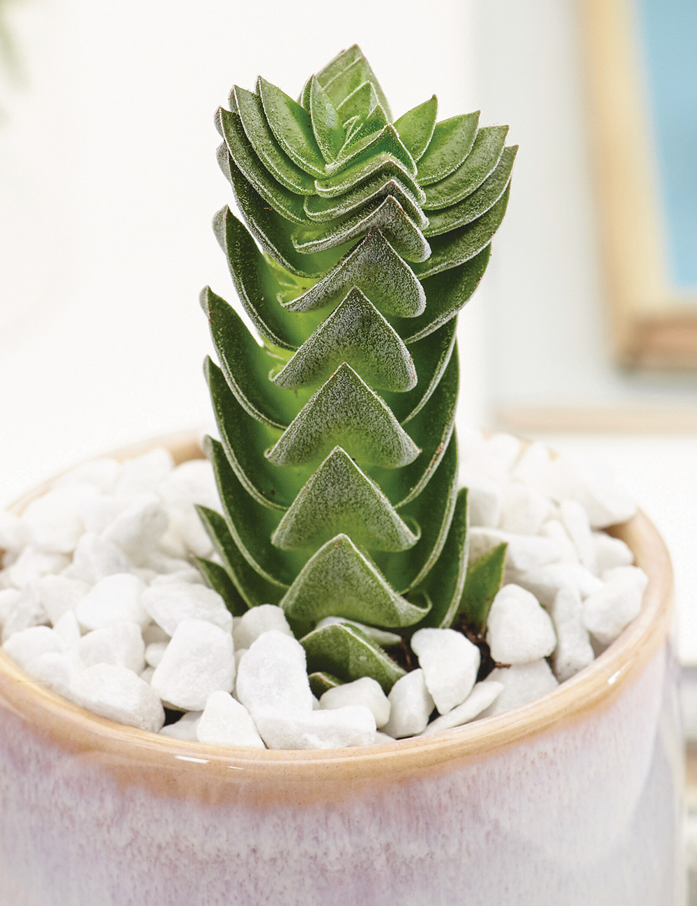 Crassula Buddha's Temple