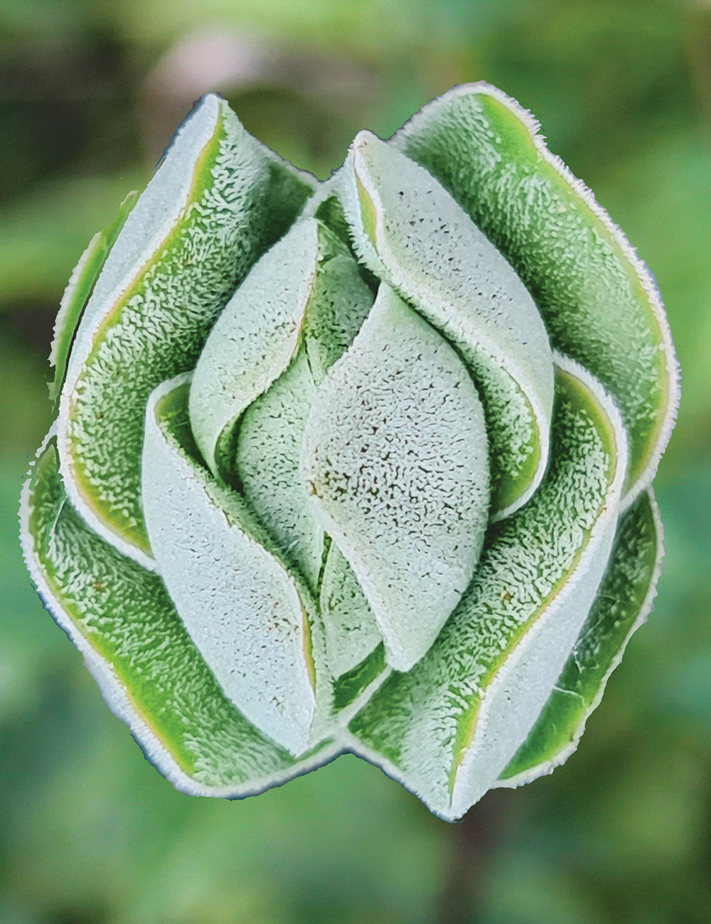 Crassula 'Ivory Pagoda'