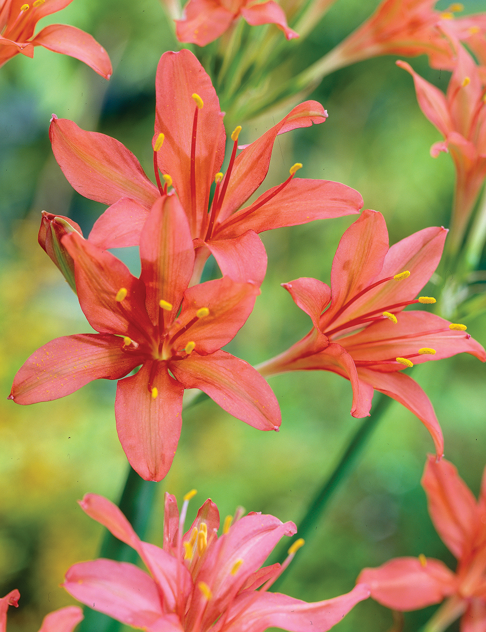 Cyrtanthus Fire Lily