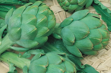 (8B) Artichoke 'Green'