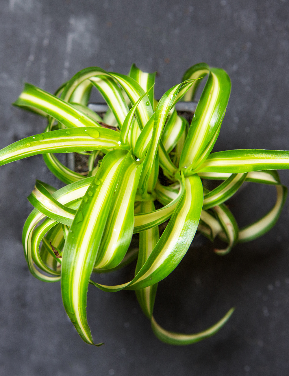Chlorophytum 'Curly'