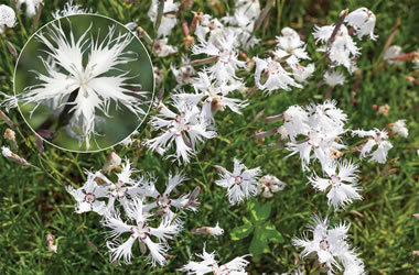 Dianthus Little Maiden