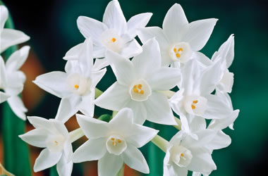 Daffodil 'Spanish Daffodil'