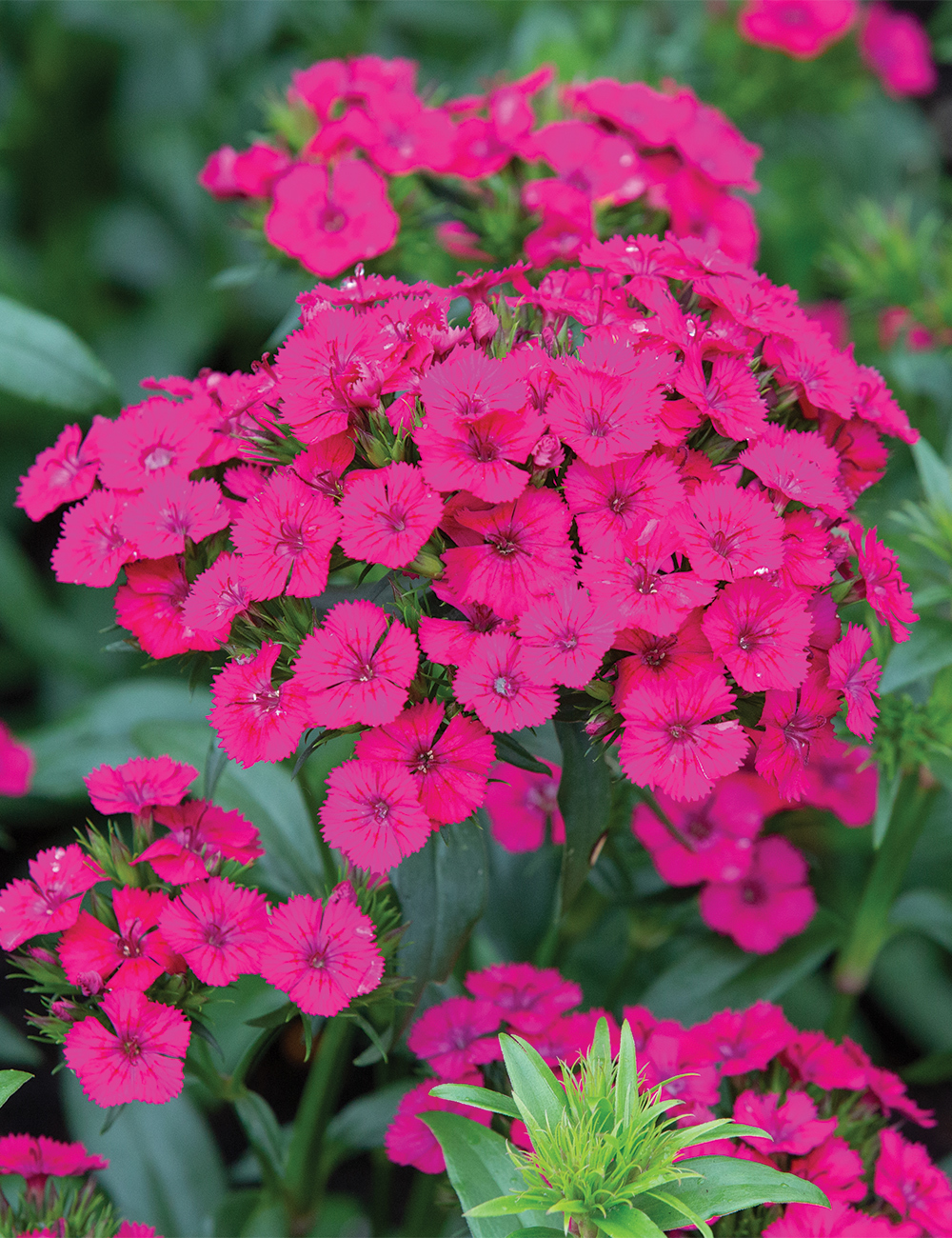 Dianthus Jolt 'Cherry'