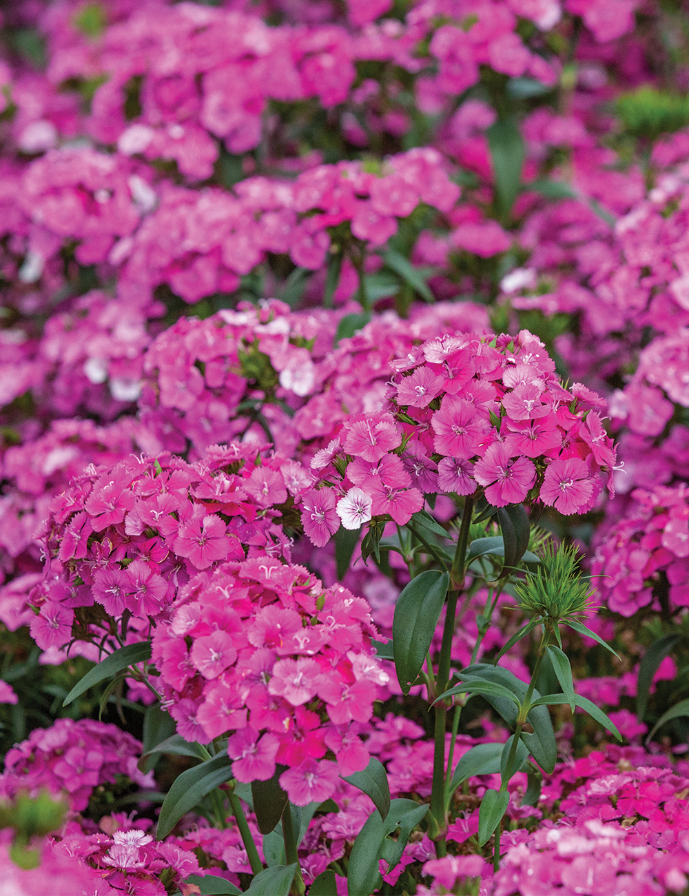 Dianthus Jolt 'Pink Magic'