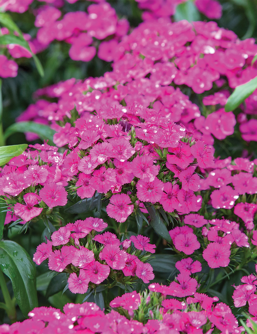 Dianthus Jolt 'Pink'