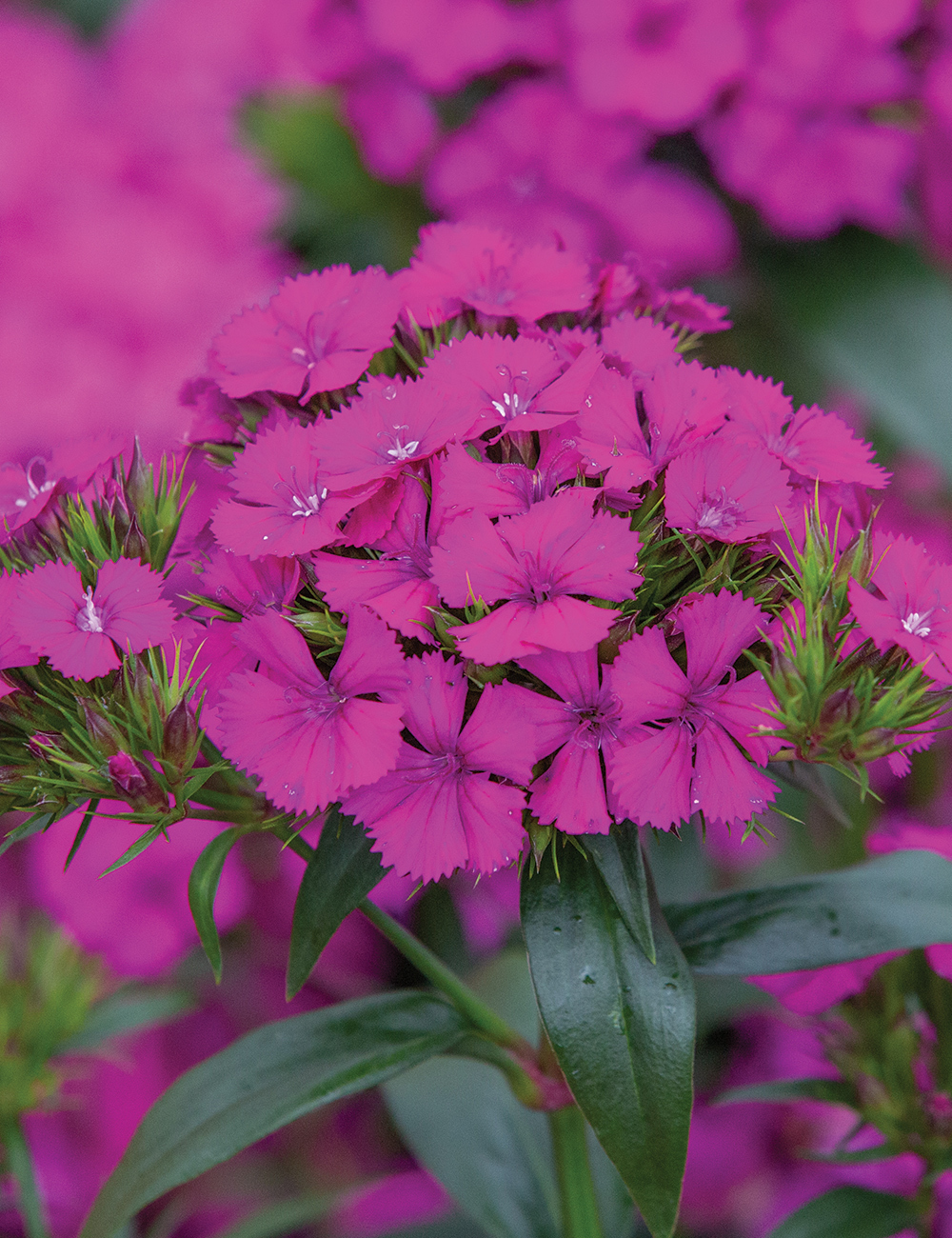 Dianthus Jolt 'Purple'