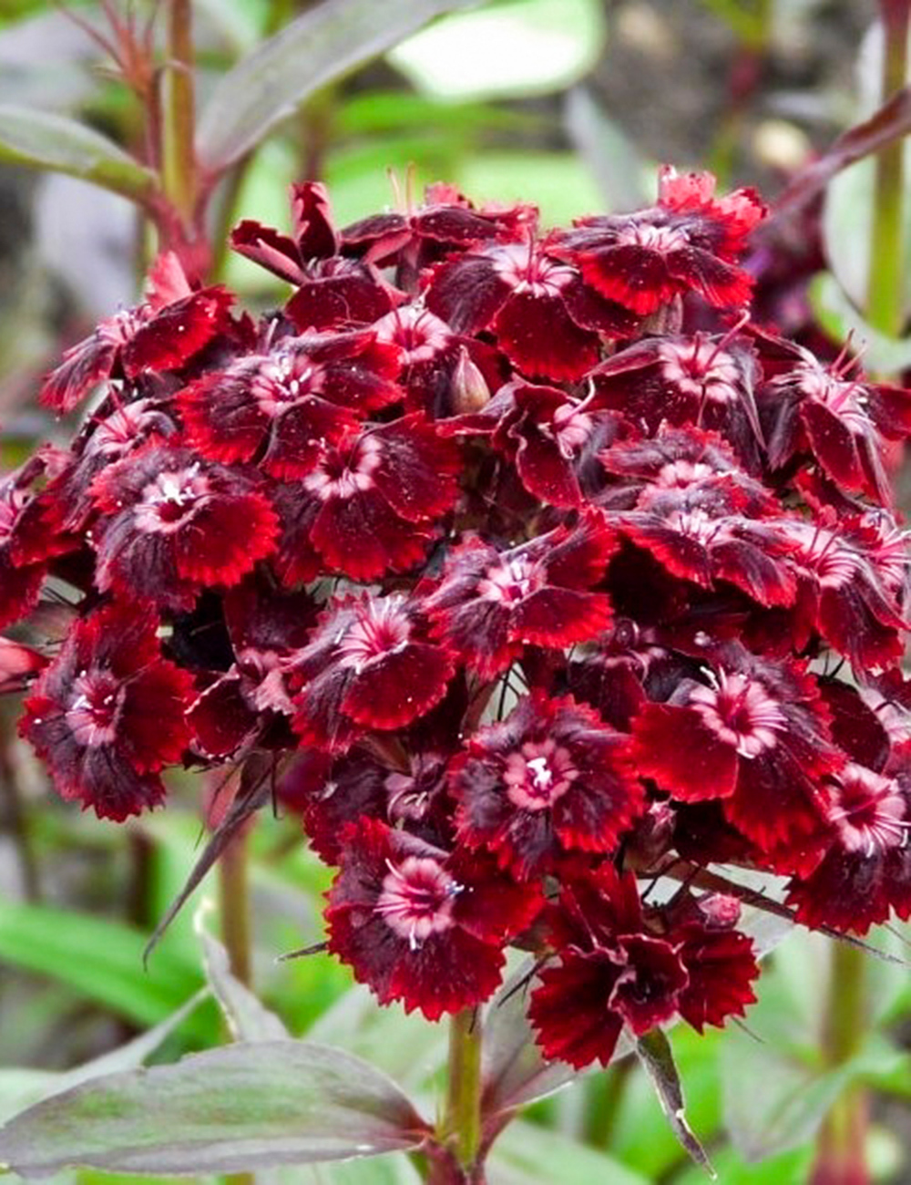 Dianthus Sooty