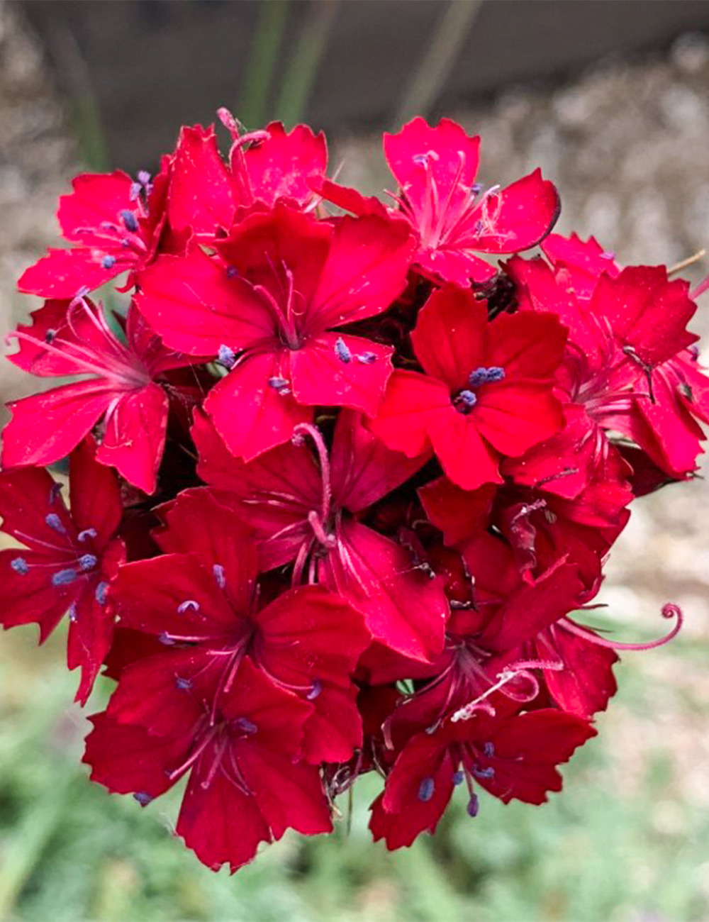 Dianthus Blood Carnation