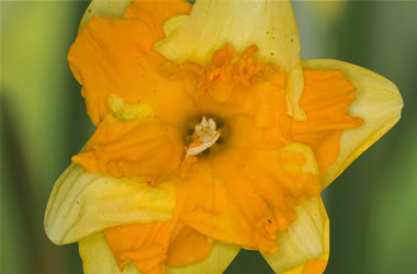 Butterfly Daffodil Bitter Orange