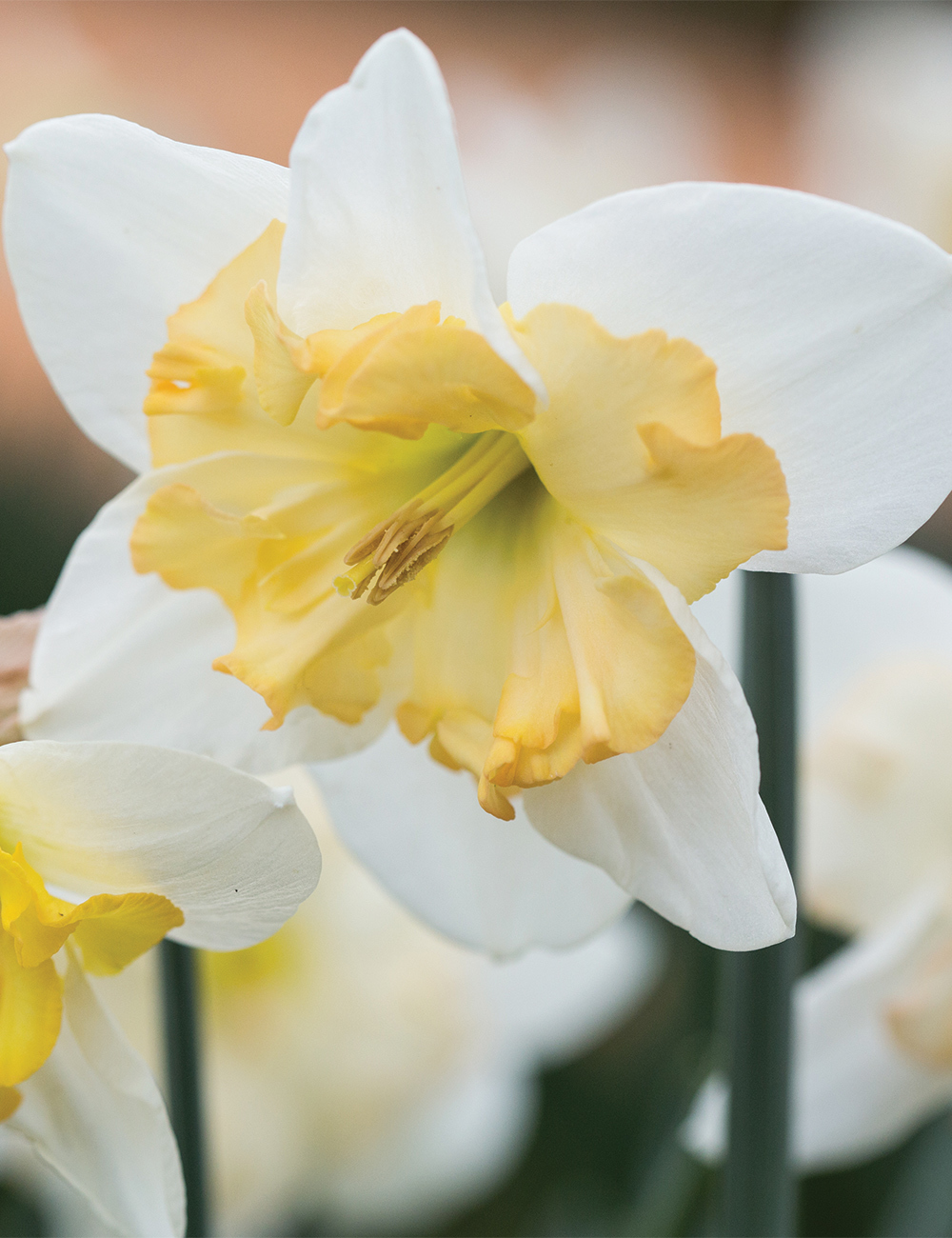 Butterfly Daffodil 'Changing Colours'