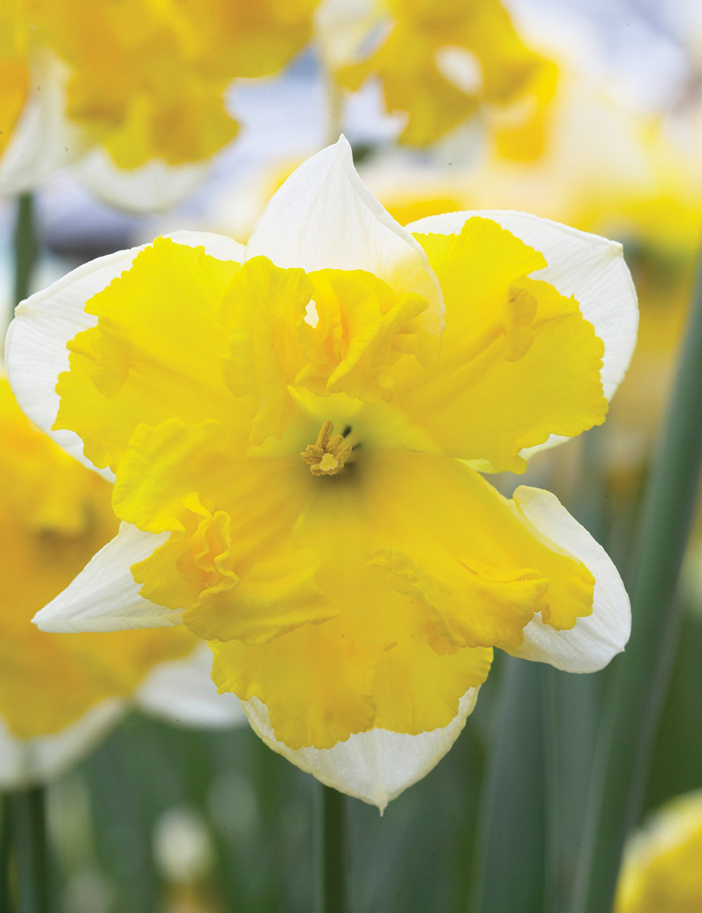 Butterfly Daffodil 'Chanterelle'