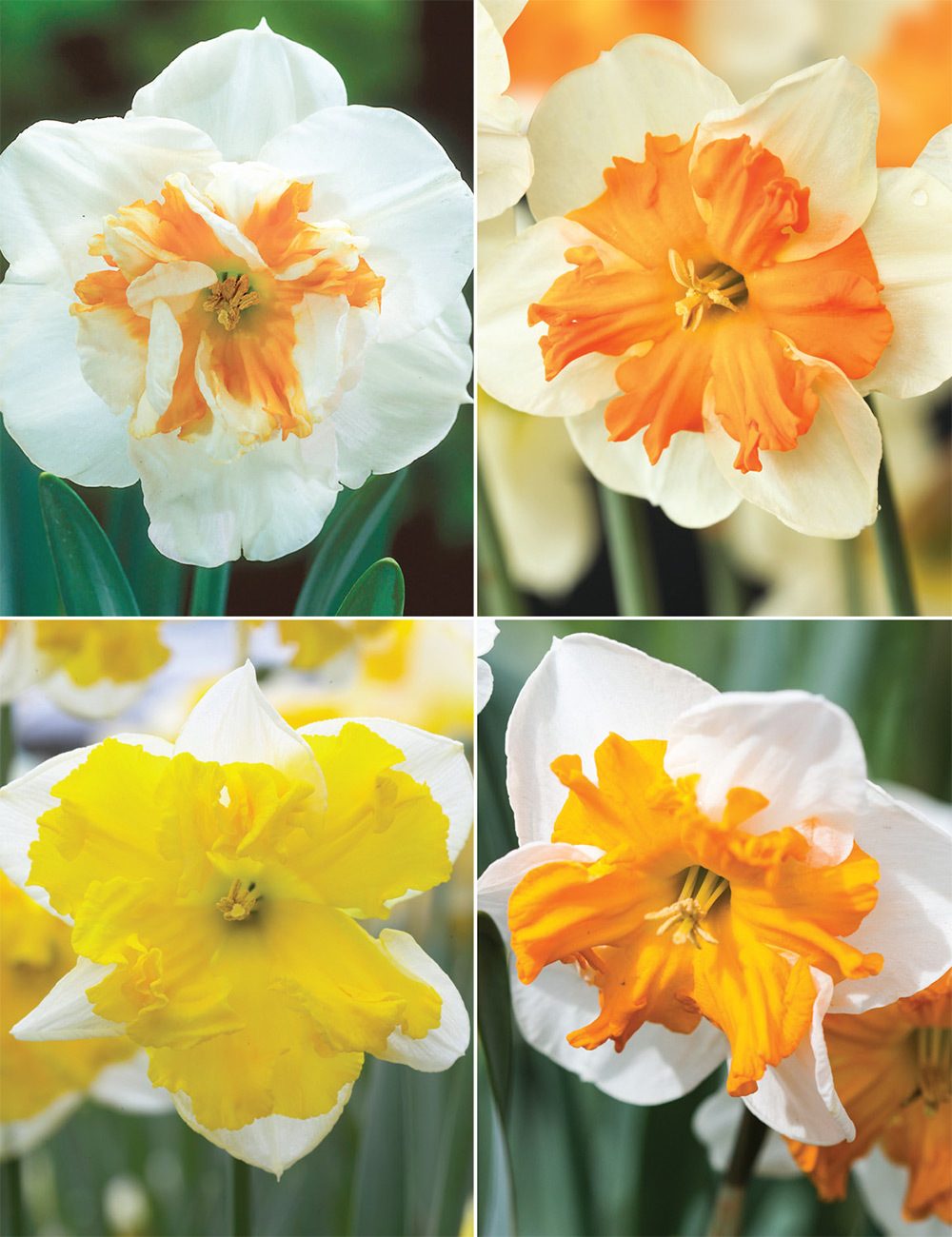 Butterfly Daffodils (reduced) Collection