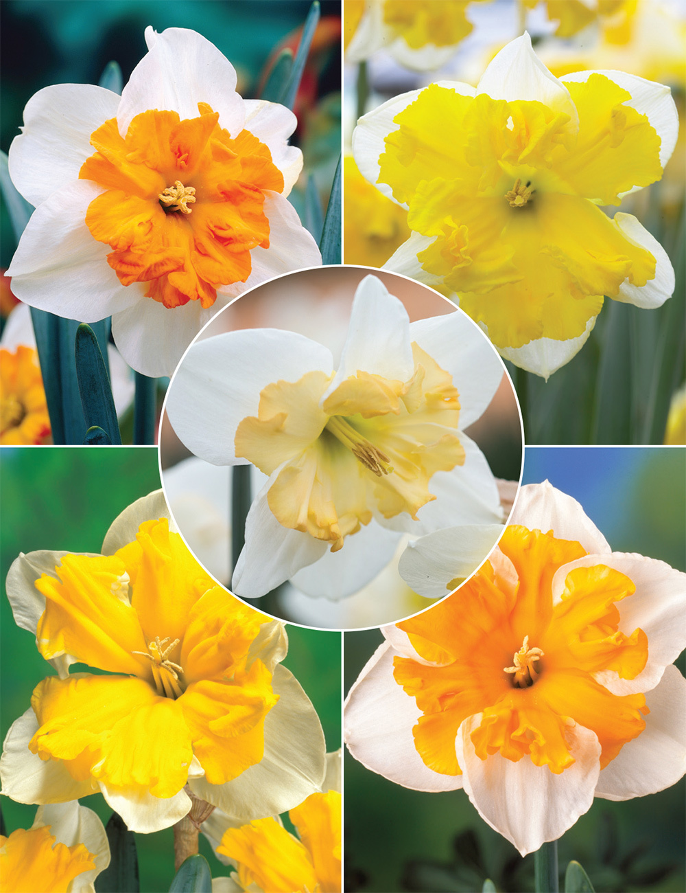 Butterfly Daffodils (reduced) Collection