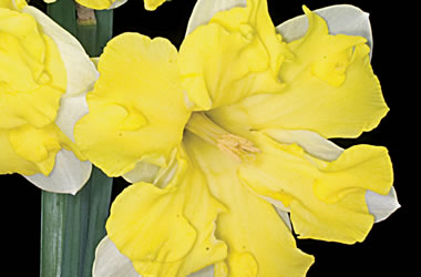 Daffodil Cassata