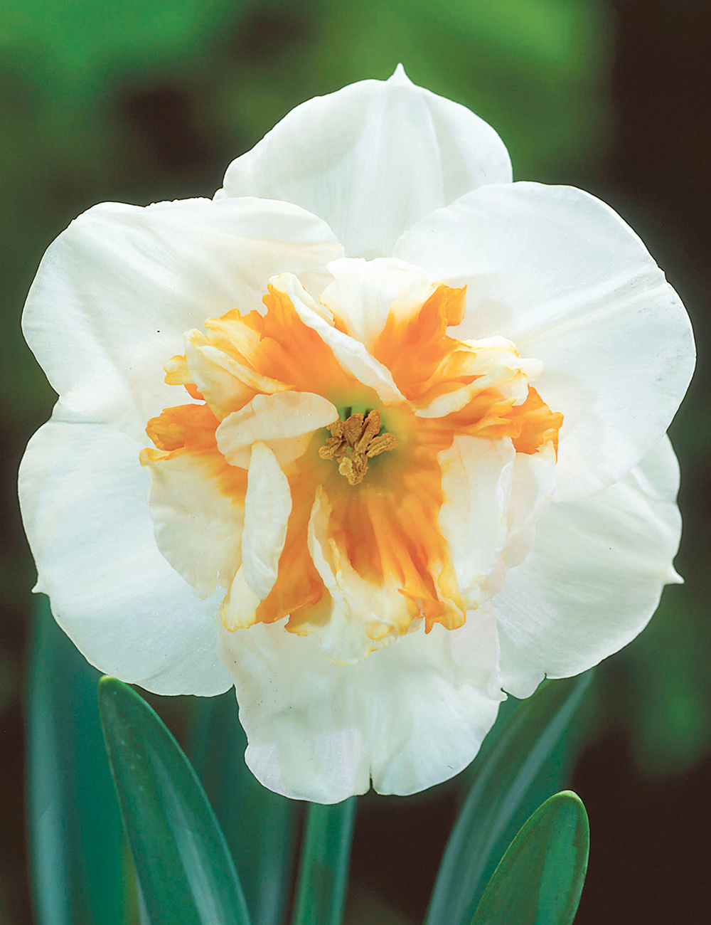 Butterfly Daffodil 'Dolly Mollinger'