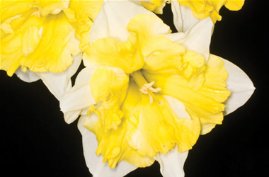 Butterfly Daffodil Egard
