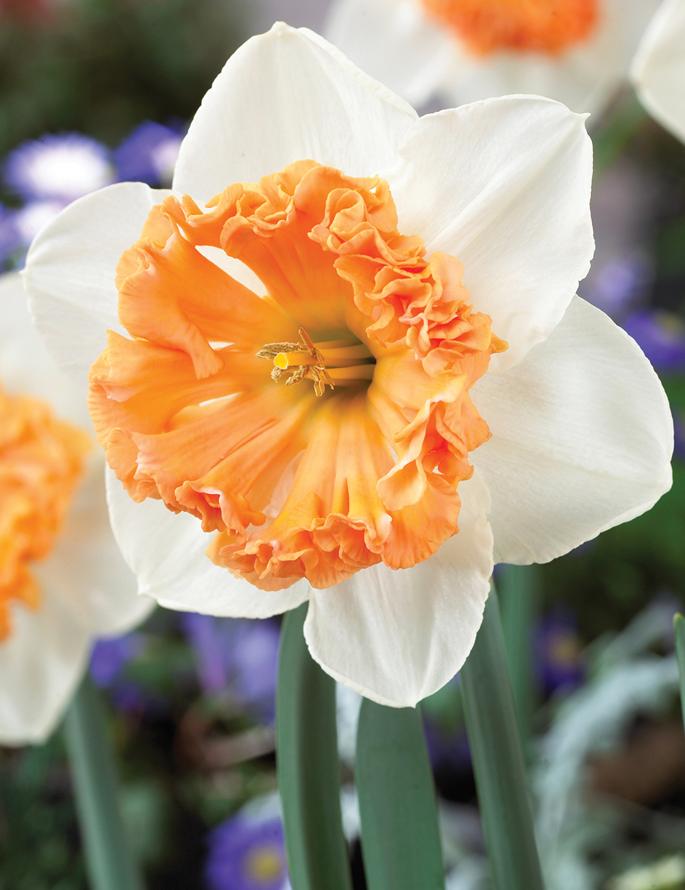 Daffodil 'Hungarian Rhapsody'