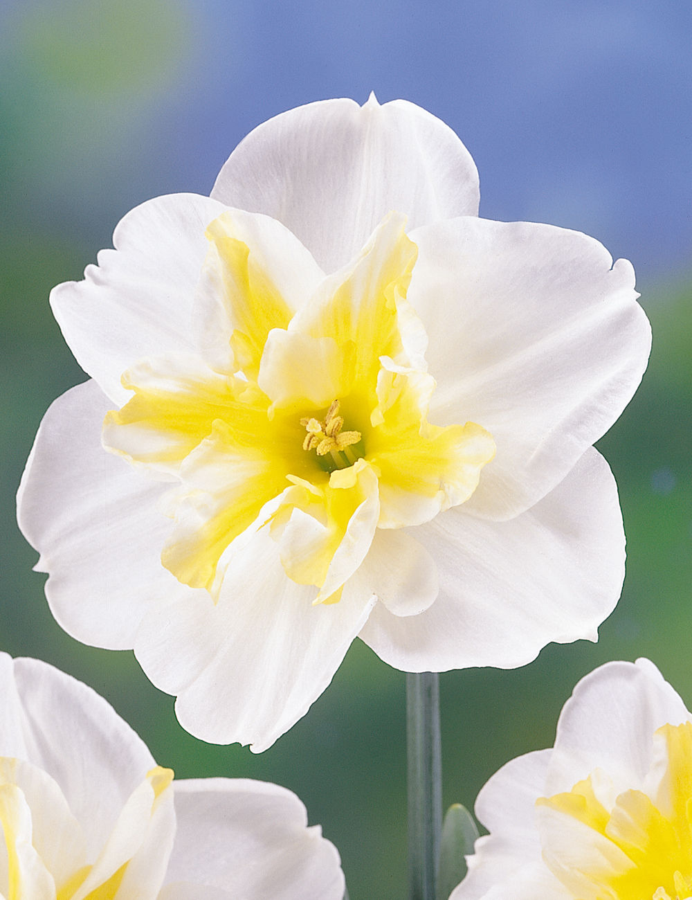Butterfly Daffodil 'Lemon Beauty'