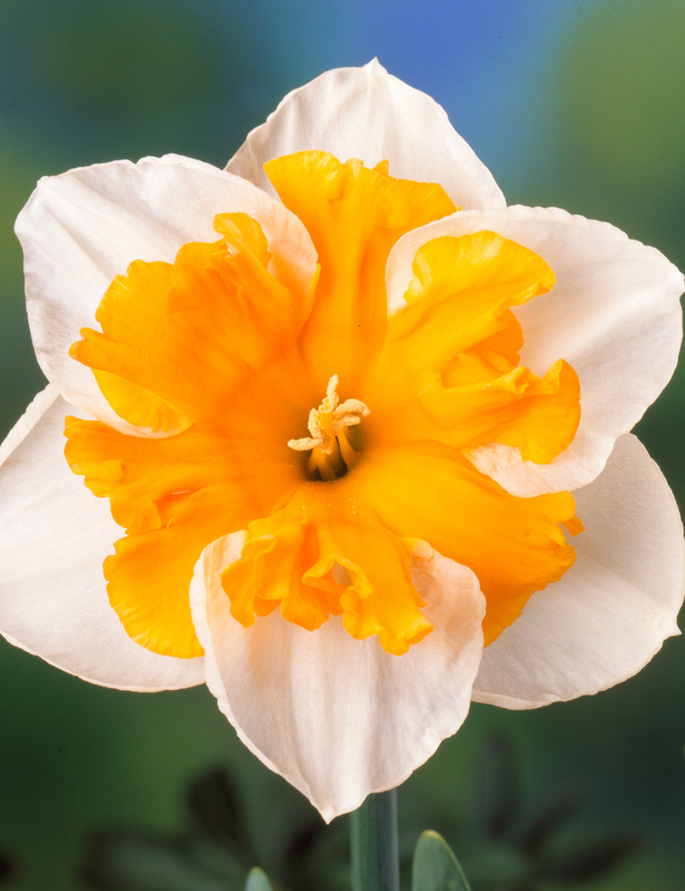 Butterfly Daffodil 'Love Call'