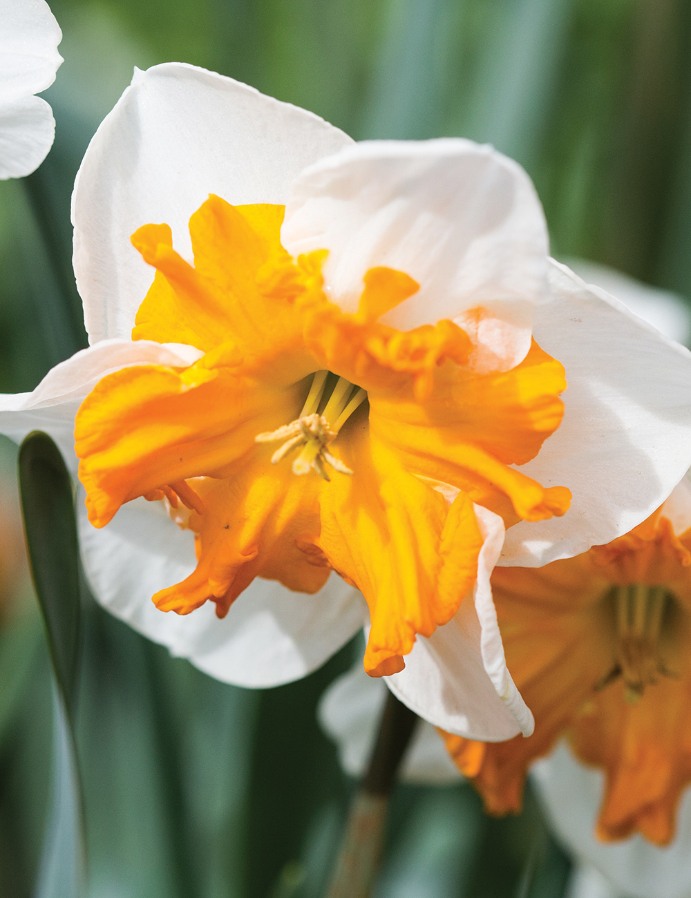 Butterfly Daffodil 'Orangery'