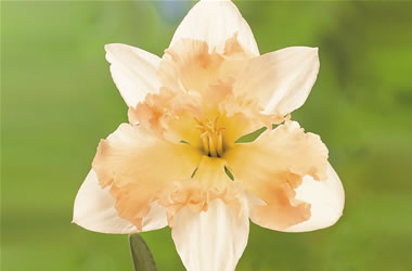 Butterfly Daffodil Palmares